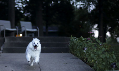 Dog on road