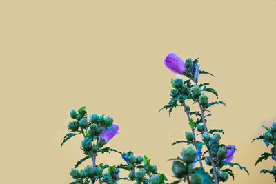 Close-up of pink flower tree against sky