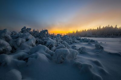 Snow covered plants against sky during sunset