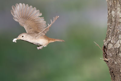 Close-up of bird in flight