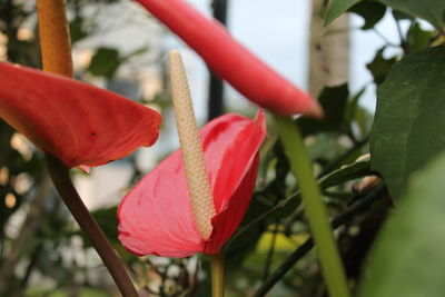 Close-up of red flowering plant