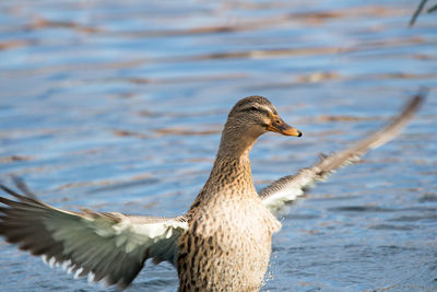 Dick flapping its wings