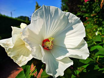 Close-up of white hibiscus flower