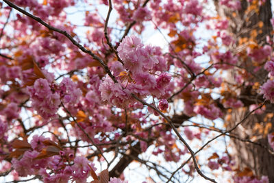 Pink cherry blossom close up