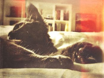 Close-up of cat sleeping