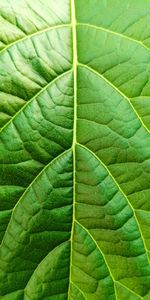 Full frame shot of green leaves