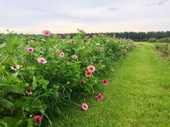 Pink flowering plants growing on land