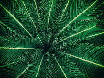 Full frame shot of palm tree leaves