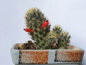 Close-up of cactus plant