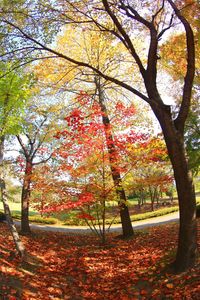 Trees in autumn