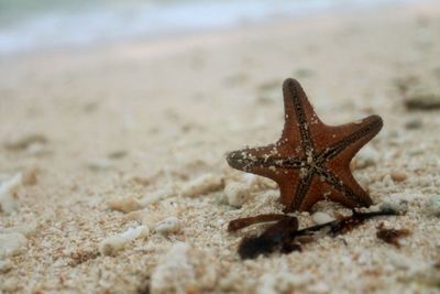 Close-up of crab on beach