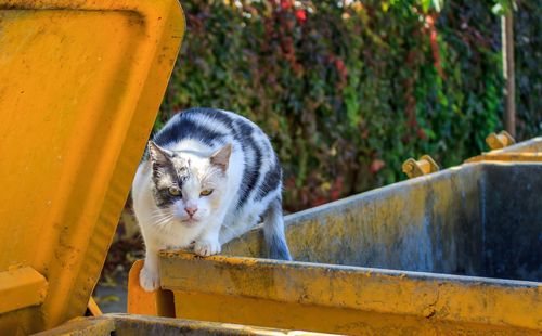 Angry cat on the trush bin