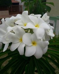 Close-up of white flowers blooming outdoors