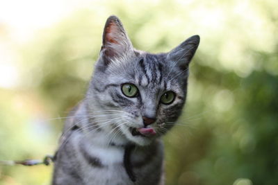 Close-up of cat