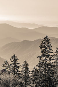 Pine trees on mountains against sky