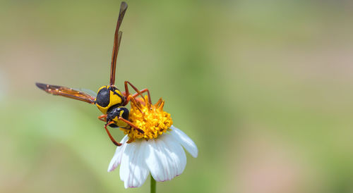 Close-up of insect on flower