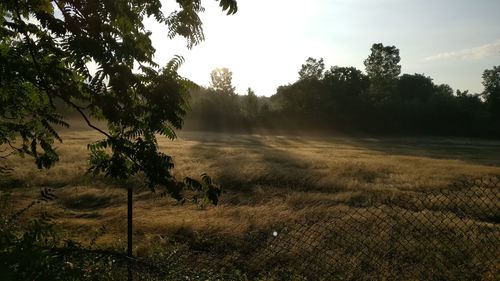 Scenic view of grassy field