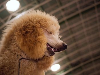 Close-up of a dog looking away