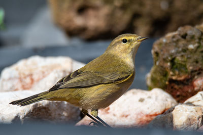 Close-up of bird perching on rock