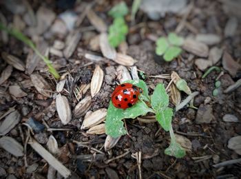 High angle view of ladybug on field
