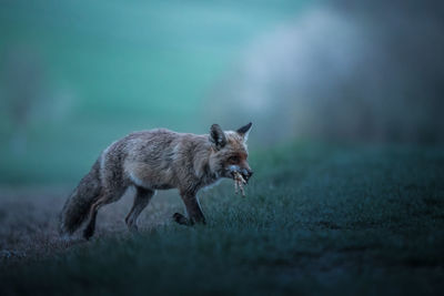 Red fox with prey