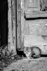 Cat sitting on wood