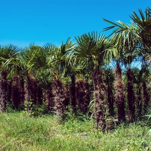Palm trees on field against clear sky