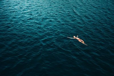 High angle view of bird swimming in sea