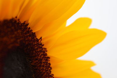 Close-up of sunflower blooming outdoors