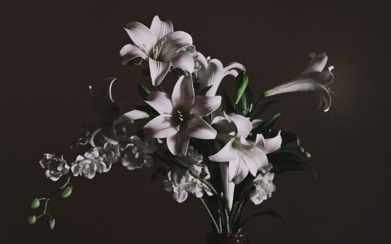 CLOSE-UP OF WHITE FLOWERS ON PLANT