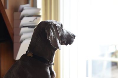 Close-up of dog at home