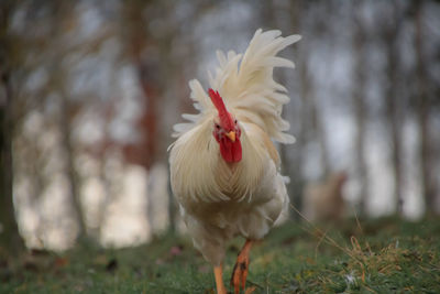 Close-up of rooster on grass