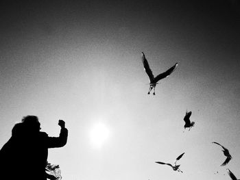 Low angle view of silhouette birds flying against clear sky