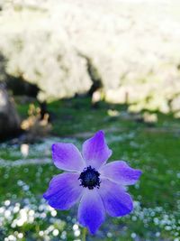 Close-up of purple flower