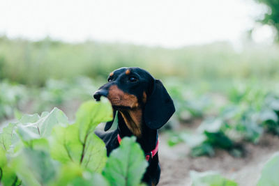 Dog looking away by plant at farm