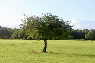 Trees on grassy field against sky