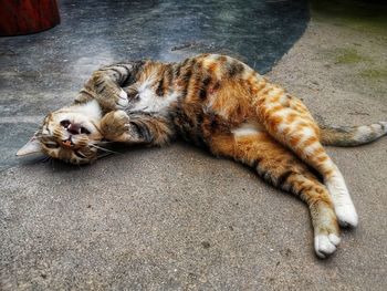 High angle view of cat sleeping