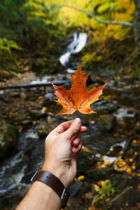 Cropped hand holding maple leaf in forest during autumn