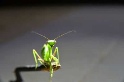 Close-up of insect on plant