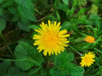 Close-up of yellow flower