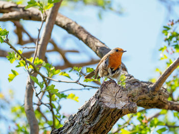 Female robin perching on a tree