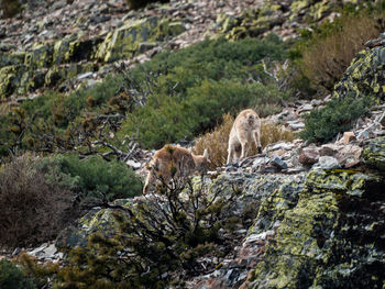 View of animals on rock