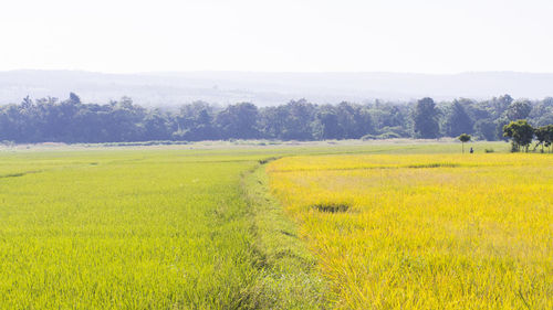 Scenic view of field against sky