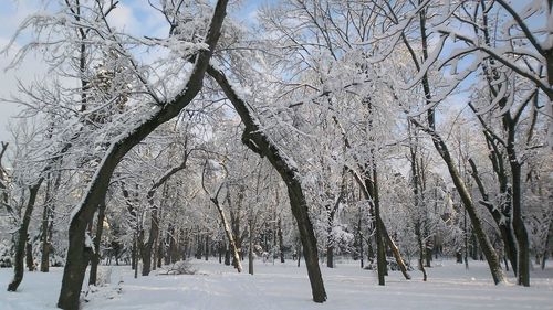 Bare trees on snow covered land