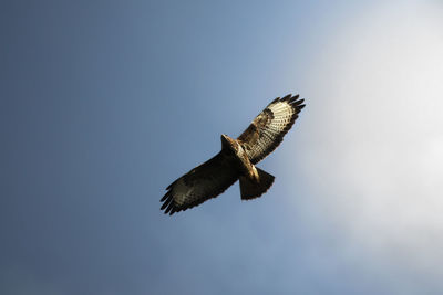 Low angle view of eagle flying against clear sky