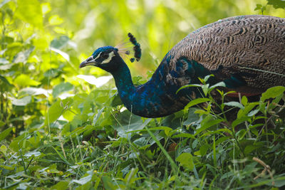 Close-up side view of a bird on field