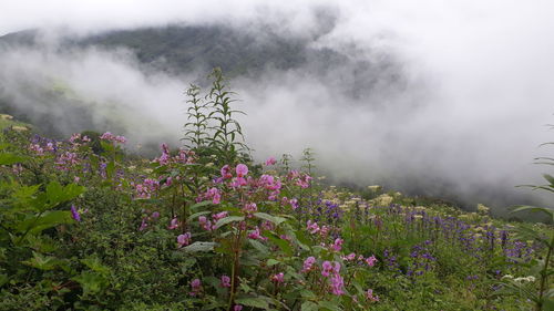 Flowering plants on land against sky