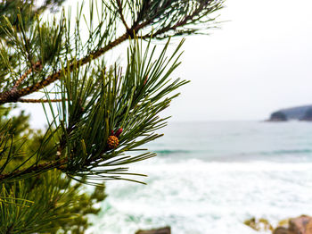 Plant with sea in background