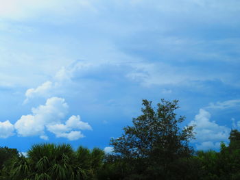 Low angle view of trees against sky