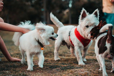 View of two dogs